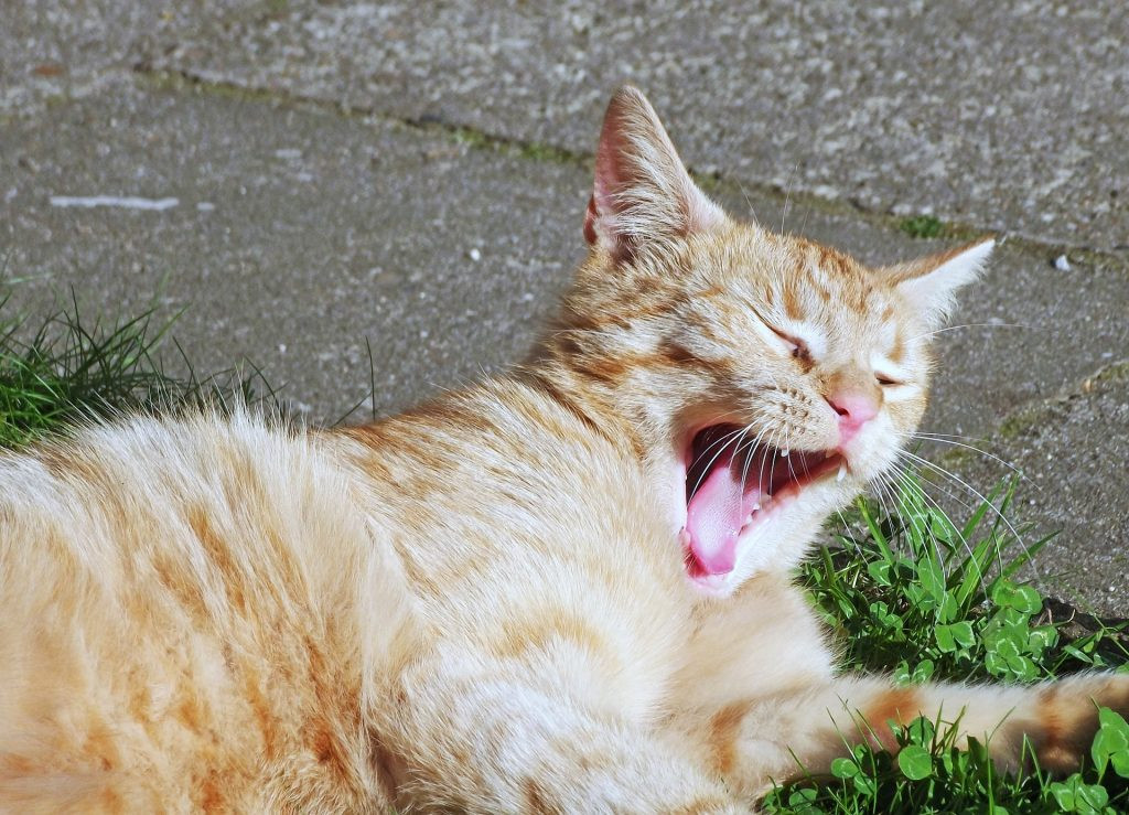 yawn-this-is-a-danger-sign-0002